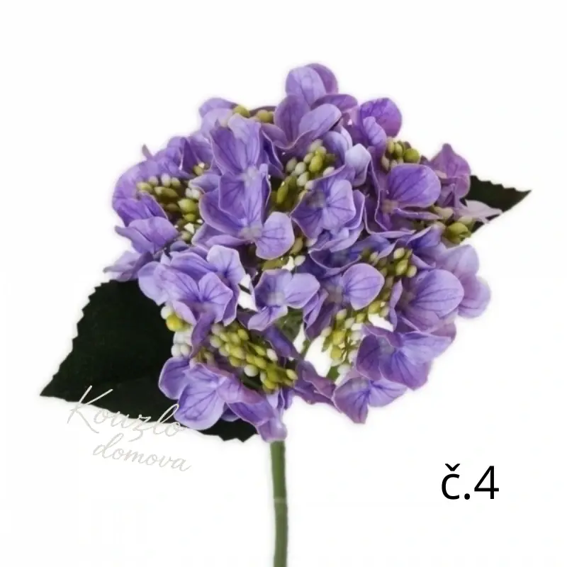 Hortenzie úžasná